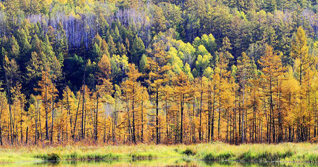 林業(yè)產業(yè)40年轉型升級之路 從傳統(tǒng)到數字化的華麗轉身