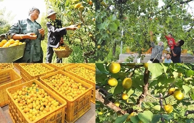 甘肅張掖林草局 以產品營銷助推林業(yè)產業(yè)高質量發(fā)展