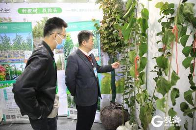 青島林產(chǎn)新名片 融合生態(tài)與科技，'青島林品'閃耀中國林交會(huì)